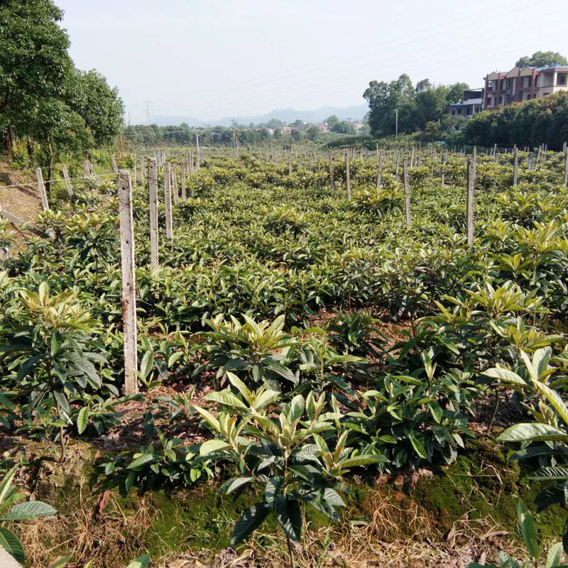 广东省枇杷基地苗木地