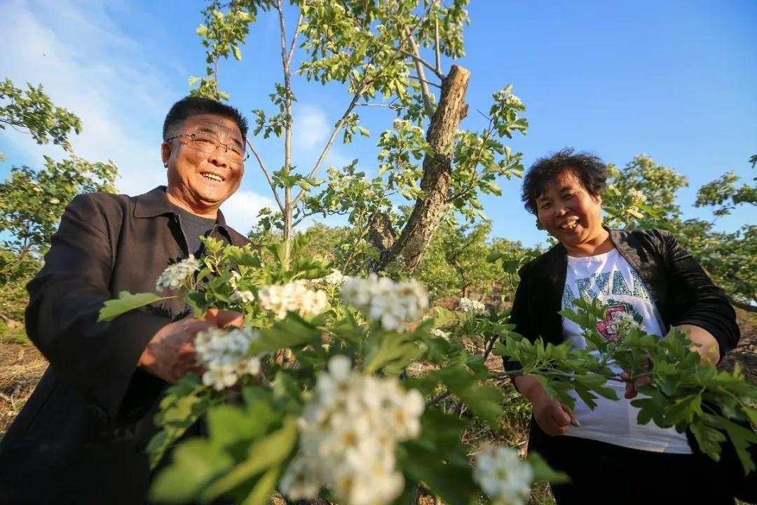 十个月宝宝能吃山楂吗