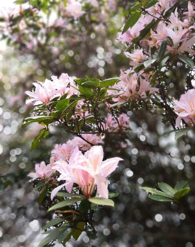 广东鲜花有限公司