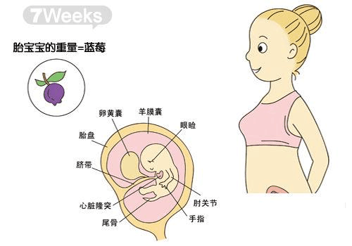 七个月胎儿发育标准