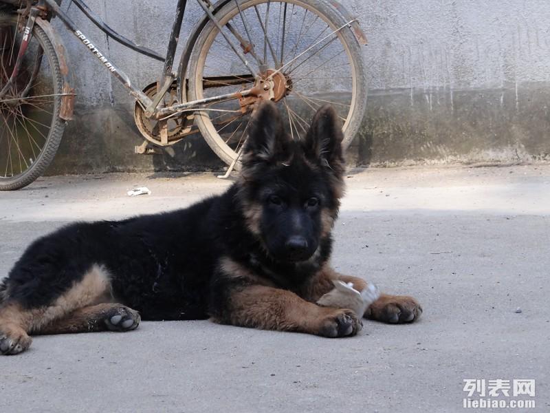 两个月黑贝幼犬图片